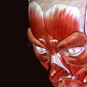 支配肌肉人体面部肌肉的三维插图照片