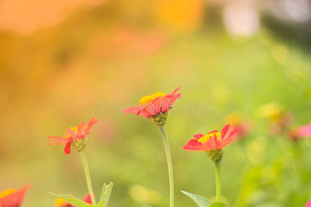 会议 厨房 餐厅 地板 花的 黛西 早晨 颜色 花瓣 咖啡馆