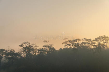 利亚姆 枫树 黄昏 朦胧 风景 美丽的 环境 自然 纸张