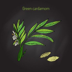 芳香植物绿色或真正的豆蔻