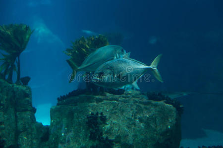 水族馆里蓝色深水中的鱼