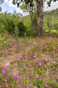 田野粉红色花朵的背景