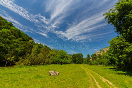 树林里风景优美，春天有郁郁葱葱的绿叶