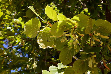 美丽的 夏天 植物 林登 自然 生活 生长 荚果 豆荚 医学