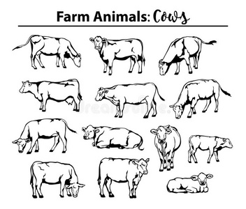 不同的奶牛设置在轮廓，轮廓。