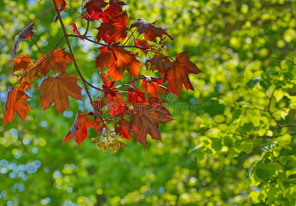 自然背景中的秋叶