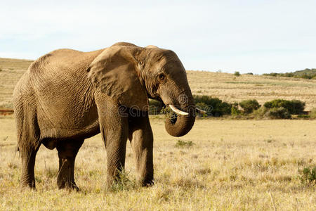 非洲人 大象 克鲁格 洗澡 食草动物 公园 国家的 象牙色