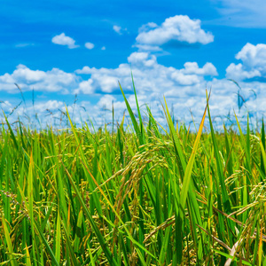 蓝天稻谷蓝天碧水稻田照片
