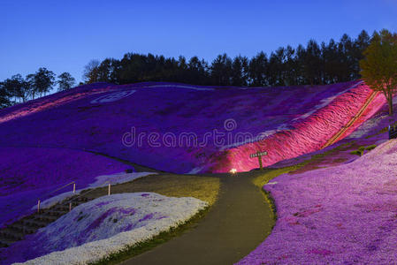 国家 地标 北海道 什叶派 开花 自然 风景 公司 东日本照片