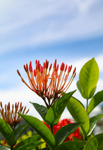 特写镜头 桑坦 夏天 丛林 树叶 开花 盛开 花园 植物