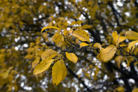 分支 橡树 桦木 外部 颜色 森林 自然 十月 落下 花的