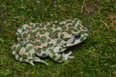 欧洲绿色蟾蜍(bufotesviridis)照片