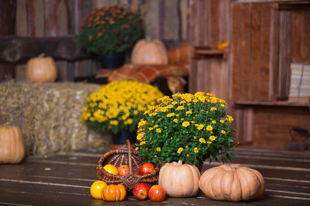 秋天的木制内部与南瓜，秋天的叶子和花。 万圣节感恩节装饰。