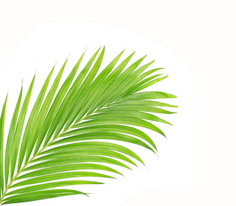 白色背景上分离的棕榈树绿叶
