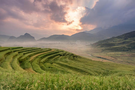 土地 植物 萨帕 种植园 风景 日出 自然 地面 缅甸 食物