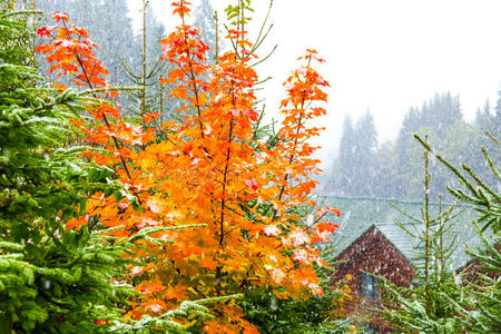 阿尔卑斯山 喀尔巴阡山 秋天 郁郁葱葱 颜色 天空 森林