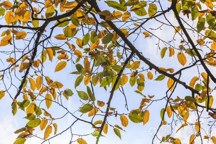 森林里有黄色秋叶的树枝