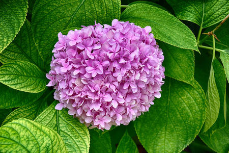 美丽的紫色绣球花，花园里的花