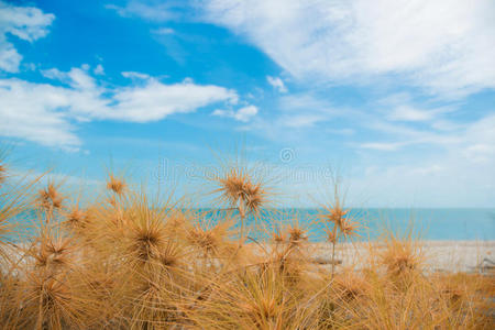 干草和沙滩