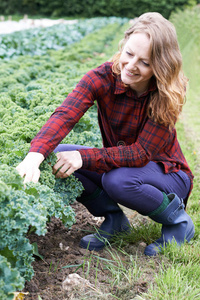 在一起 蔬菜 作物 农事 商业 三十岁 羽衣甘蓝 成人 植物
