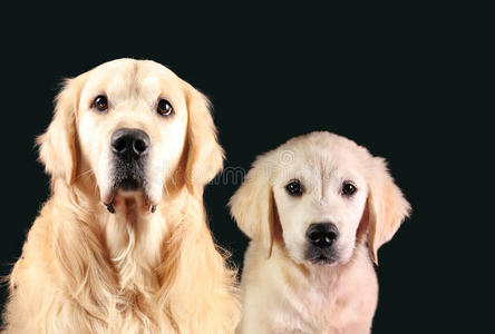 金色猎犬和一只拉布拉多小狗坐在黑色背景前