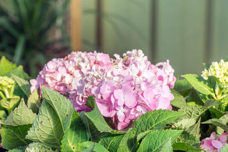 绣球花 植物 美丽的 盛开 花的 夏天 花园 颜色 开花