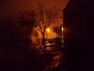 幽灵般的分支寒冷的雨夜在幽灵般的灯光下照片