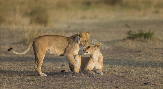 自然 水坑 玛拉 哺乳动物 捕食者 动物 国家的 野兽 肯尼亚