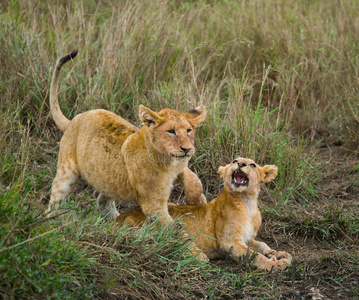 杰出的 早晨 狮子 饮酒 美极了 肯尼亚 每个 动物 鬃毛