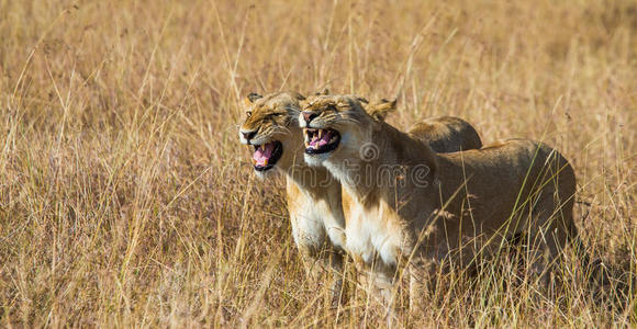 照片 摄影 饮酒 母狮 危险的 每个 杰出的 哺乳动物 野兽