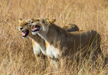 插图 鬃毛 肯尼亚 非洲 马赛 抚摸 早晨 幼崽 哺乳动物