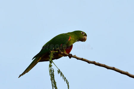 巴西绿鸟Pionus在树枝上