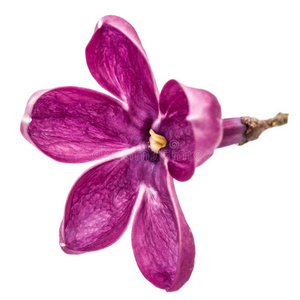 花的 分支 树叶 丁香花 紫红色 美丽的 开花 自然 颜色
