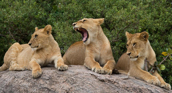 非洲肯尼亚国家公园的狮子图片