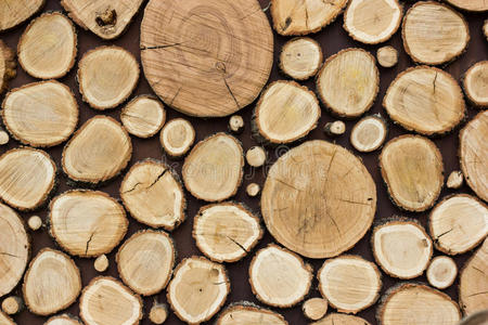 照片 植物 建设 特写镜头 森林 木材 资源 卢恩 硬木
