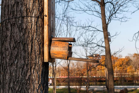 鸟小屋靠近树上小屋的鸟照片