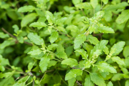 细枝 风味 香料 草本植物 植物 泰语 蔬菜 自然 营养