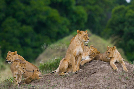狮子吃杀死图片