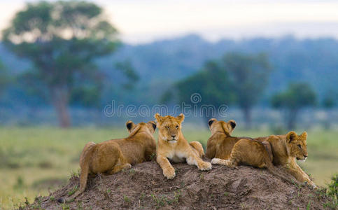 山上一群年轻的狮子。 国家公园。 肯尼亚。 坦桑尼亚。 马赛马拉。 塞伦盖蒂。
