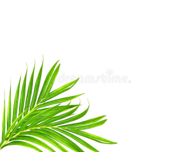 棕榈树的绿叶隔离在白色上