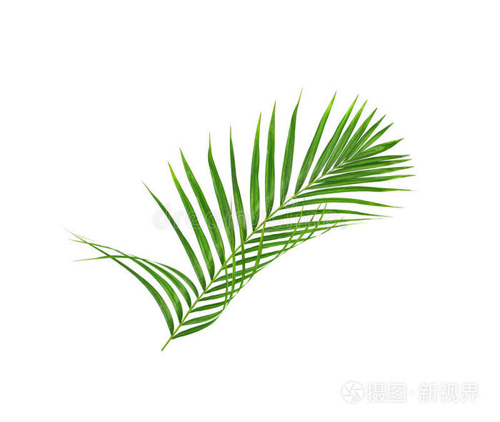棕榈树的绿叶隔离在白色上