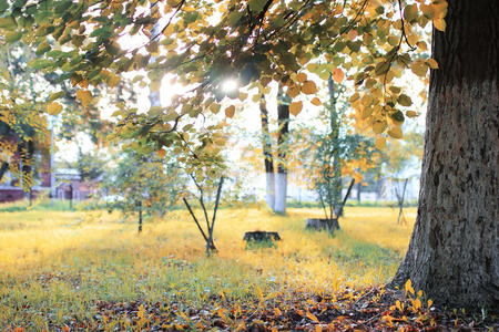 秋天的公园树叶太阳