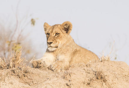 猫科动物 狮子 宝贝 幼崽 动物 食肉动物 家庭 休息 国家的