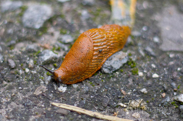 棕色蜗牛,陆地蜗牛,陆生肺泡状腹足软体动物