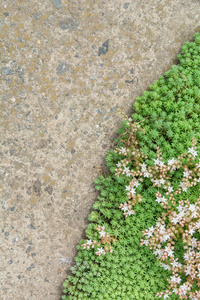 水泥地板背景上的绿叶。