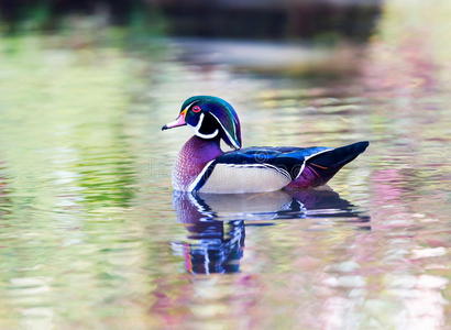 池塘 家禽 鸟类学 反射 公鸭 动物 野生动物 鸭子 肖像