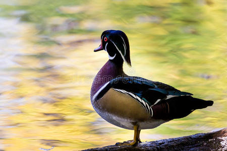 羽毛 美国 池塘 风景 反射 自然 加拿大 美丽的 肖像