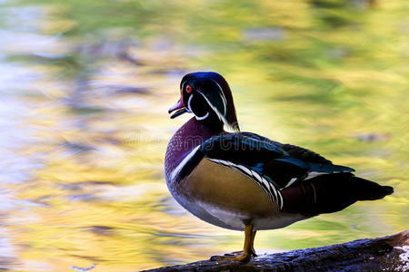 肖像 鸭子 池塘 美国 风景 动物 家禽 鸟类学 观鸟 卡罗莱纳州