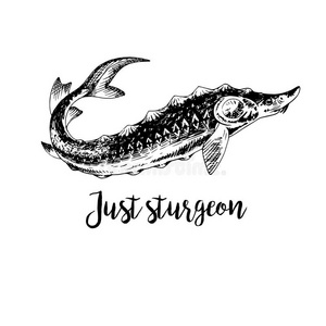 手绘鲟鱼.照片