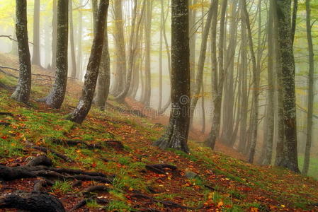 秋天的风景。 神秘的彩色雾林